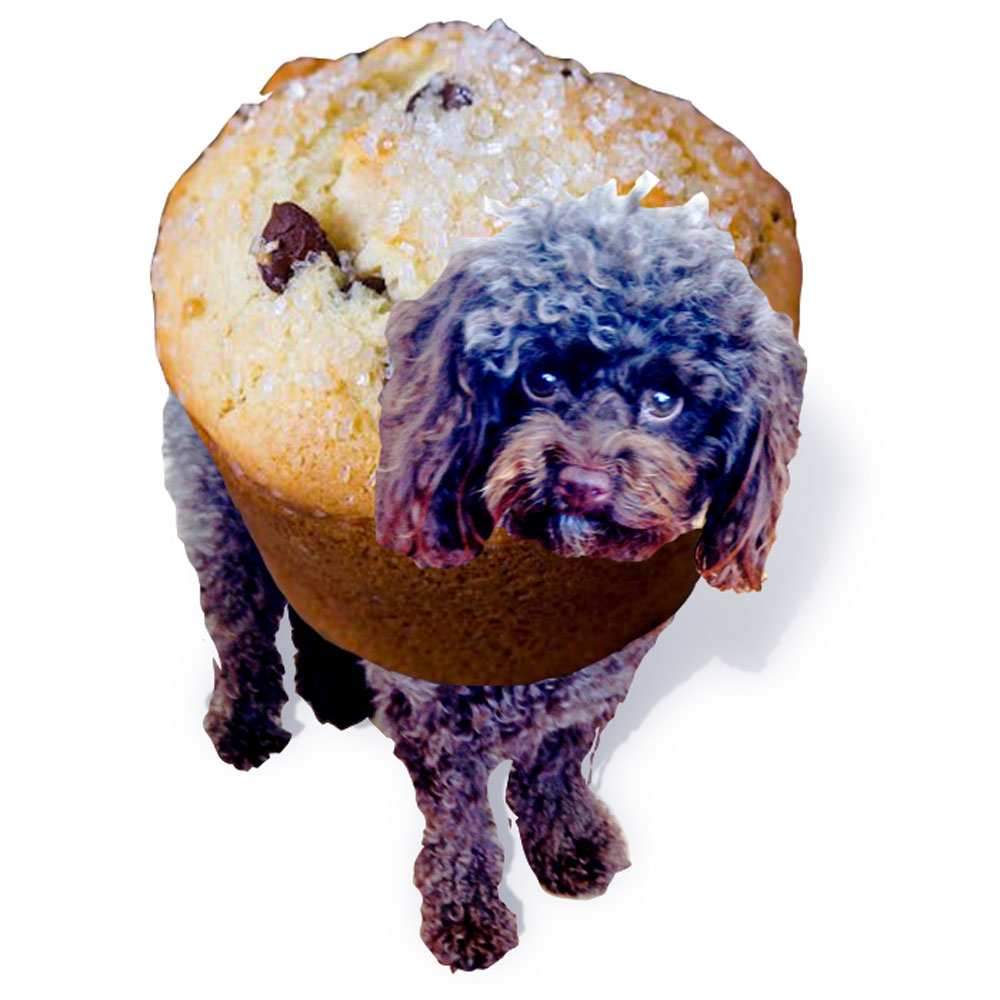 This is a Muffin